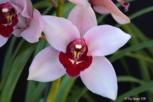 Cymbidium Kaylie