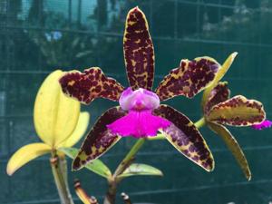 Cattleya Chialin Doll