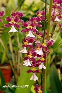 Oncidium John Louis Shirah