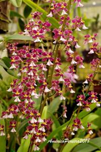 Oncidium John Louis Shirah