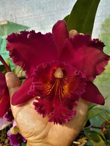 Rhyncholaeliocattleya Chia Lin