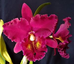 Rhyncholaeliocattleya Chia Lin