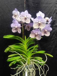 Vanda Rothschildiana