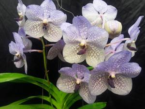 Vanda Rothschildiana