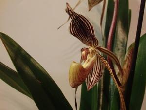 Paphiopedilum Saint Swithin