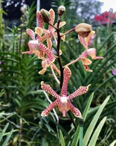 Pararachnis Anna Phung