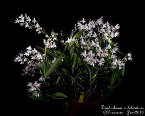 Dendrobium delicatum