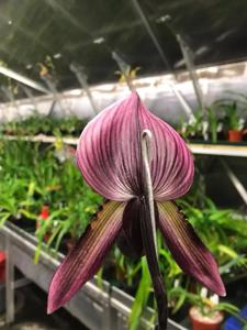 Paphiopedilum Yung Jia Rose