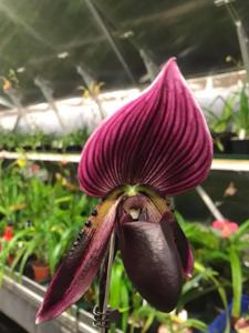 Paphiopedilum Yung Jia Rose