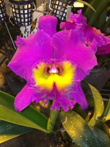 Rhyncholaeliocattleya Bryce Canyon