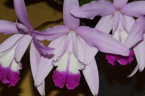 Cattleya Diamond Girl