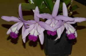 Cattleya Diamond Girl