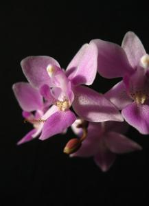 Phalaenopsis Patricia Lillian