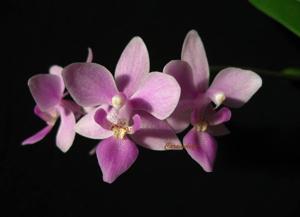 Phalaenopsis Patricia Lillian