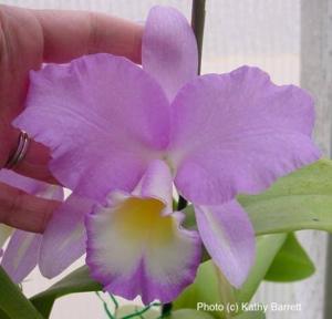 <i>Cattlianthe</i> Easter Morning