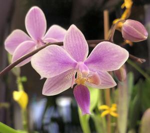 Phalaenopsis veitchiana