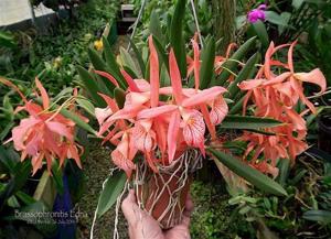 Brassocattleya Edna