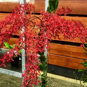 Renanthera Singaporeans