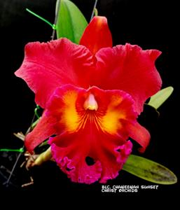 Rhyncholaeliocattleya Chaweewan Sunset