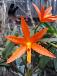 Cattlianthe Burning Star