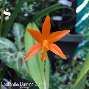 Cattlianthe Burning Star