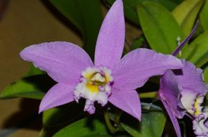 Cattleya Lystra Millet