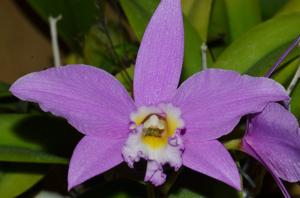 Cattleya Lystra Millet