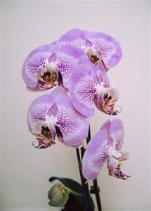 Phalaenopsis Leopard Prince