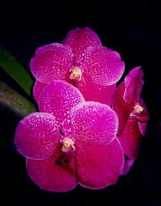 Vanda Robert's Delight