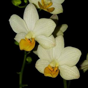 Phalaenopsis Liu's Triprince