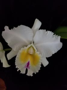 Rhyncholaeliocattleya Traveling Star