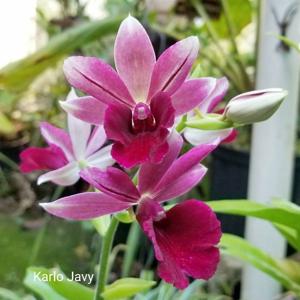 Calanthe Kryptonite