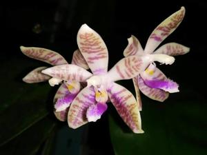 Phalaenopsis Modestrana