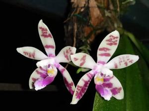 Phalaenopsis Modestrana