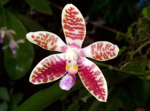 Phalaenopsis Modestrana