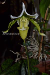 Paphiopedilum Hsinying Citron