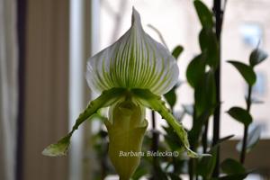 Paphiopedilum Hsinying Citron