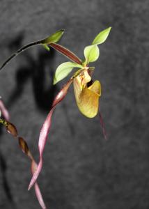 Paphiopedilum Berenice