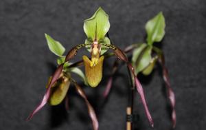 Paphiopedilum Berenice