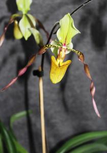 Paphiopedilum Berenice