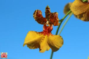 Gomettia Memoria Christa Erdmann