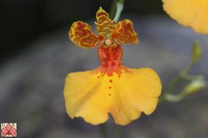 Gomettia Memoria Christa Erdmann