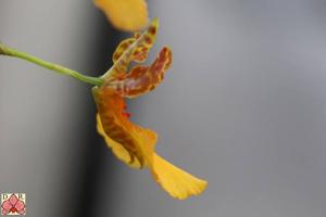 Gomettia Memoria Christa Erdmann