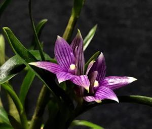 Dendrobium Mtn's Twilight Star