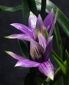 Dendrobium Mtn's Twilight Star