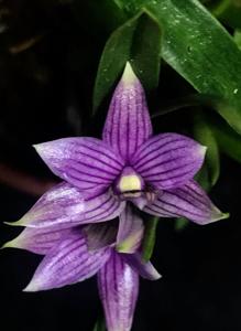 Dendrobium Mtn's Twilight Star