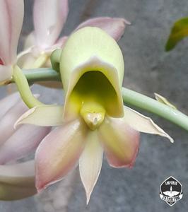 Catasetum João Stivalli