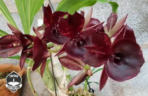 Catasetum John C. Burchett
