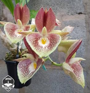 Catasetum John C. Burchett