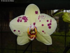 Phalaenopsis Lioulin King